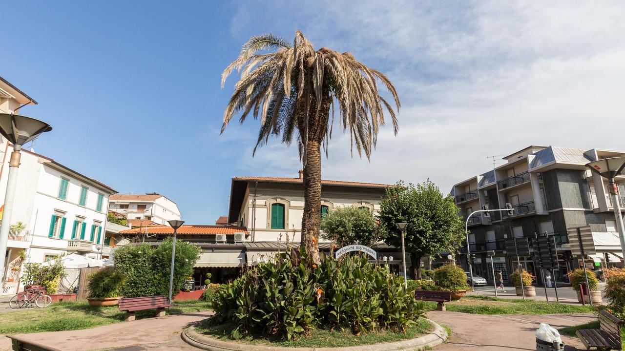 Palma all'incrocio tra Corso Matteotti e viale Bicchierai (foto Nucci)