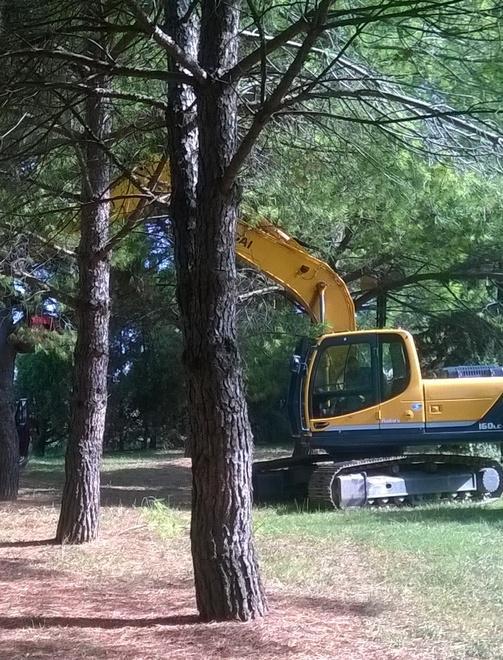 Lavori d’alleggerimento su 41 piante di pino in piazza De André