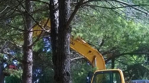 Lavori d’alleggerimento su 41 piante di pino in piazza De André