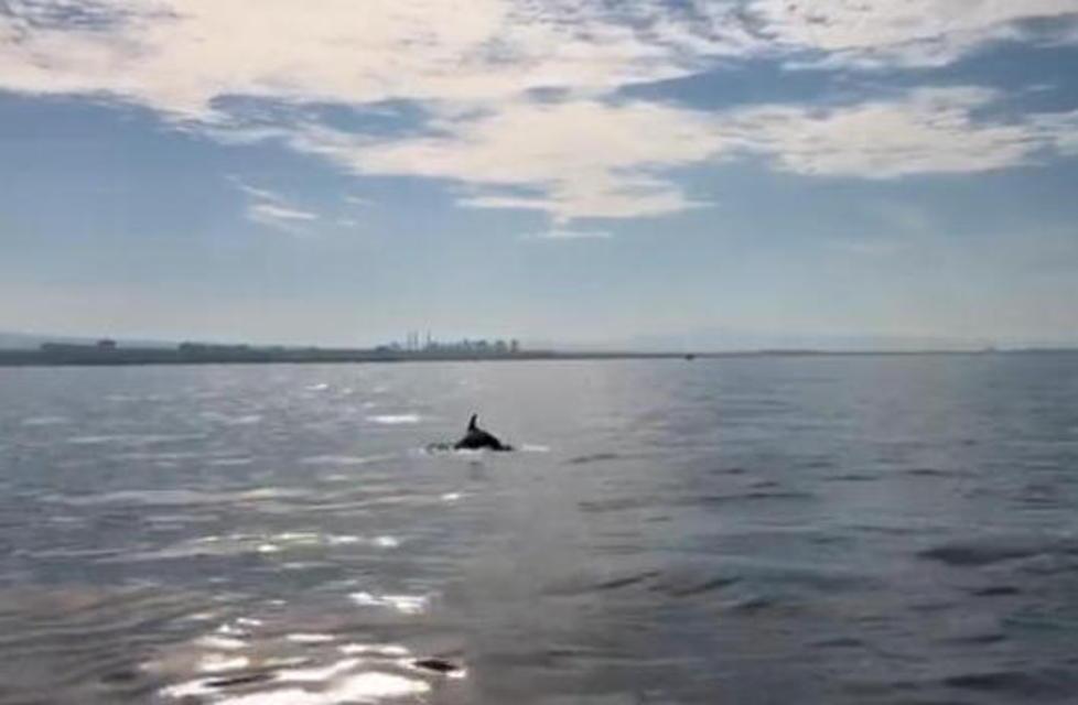 Avvistati delfini a 500 metri dalla riva