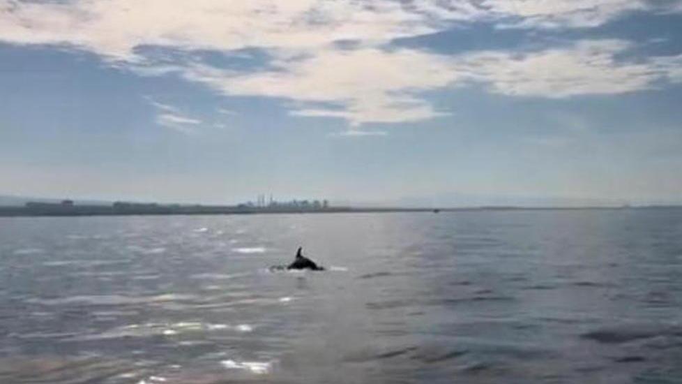 Avvistati delfini a 500 metri dalla riva