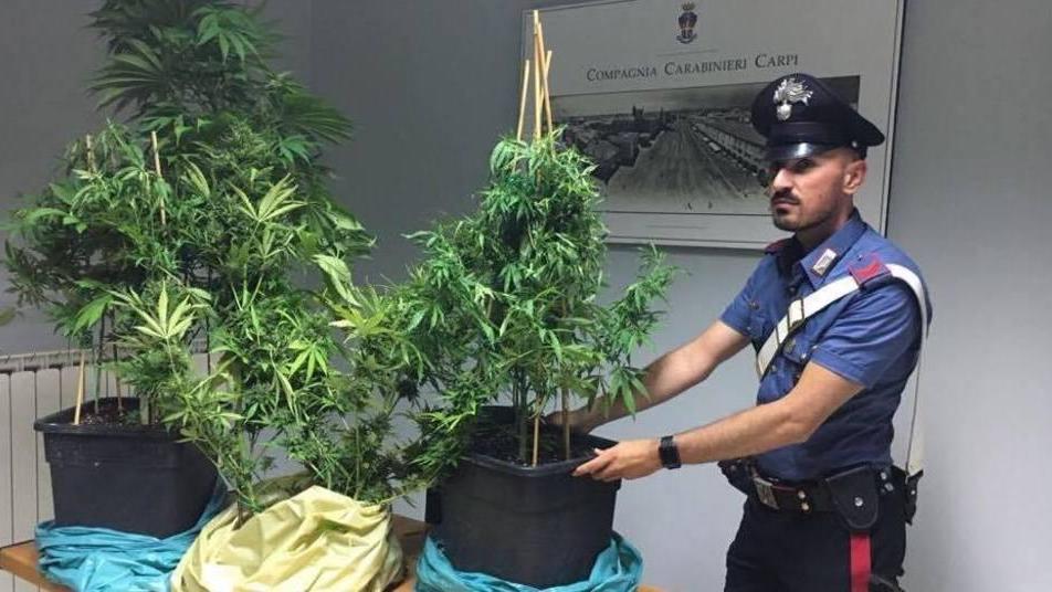 Lite fra padre e figlio Ma spunta la marijuana Denunciati entrambi