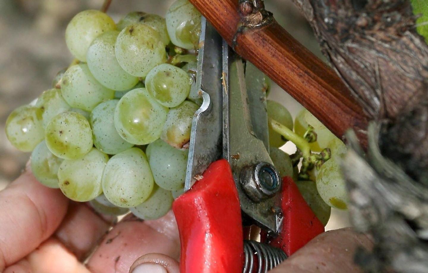 Chlamys tra le eccellenze delle “Guide ai sapori” 