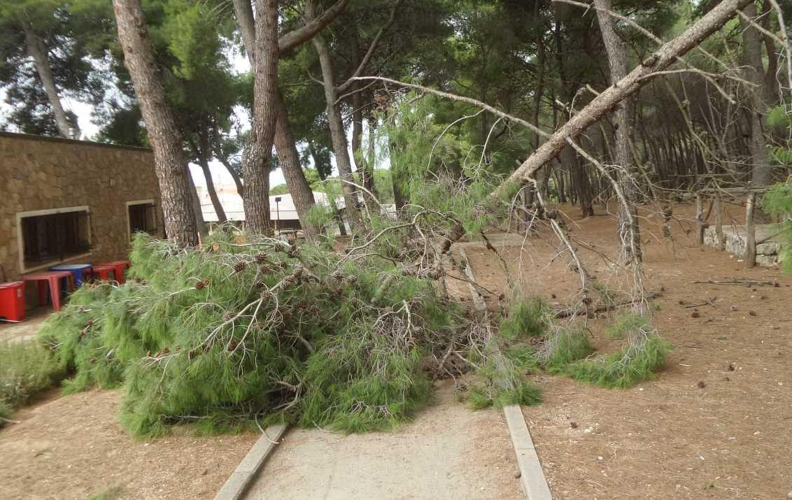 A Baddimanna cadono alberi, scatta l’allarme 