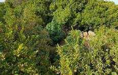 Nell’ovile 46 piante di marijuana, arrestato 