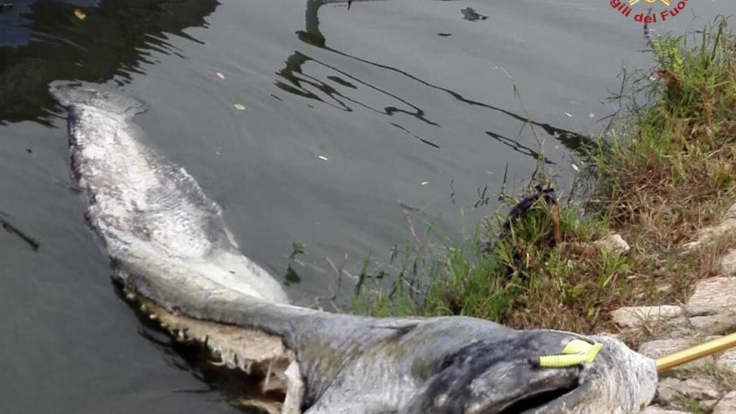 Carcassa di pesce siluro di 80 chili recuperata in Arno