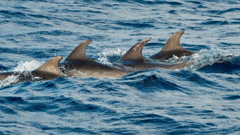 Cetacei e tartarughe sotto controllo: i tecnici sulle navi Tirrenia
