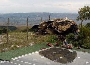 Ucciso rarissimo avvoltoio nato e cresciuto in Maremma 