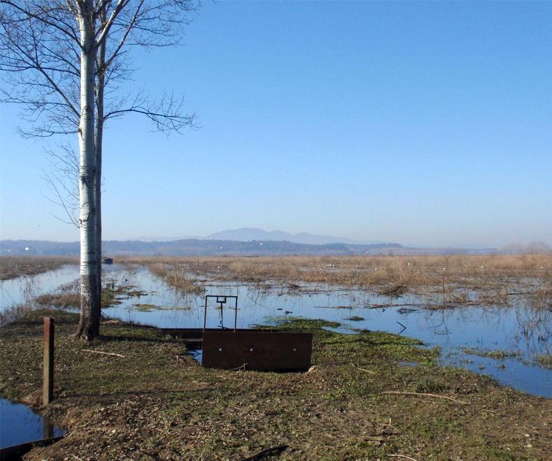 Acqua troppo inquinata con fosforo e ammoniaca pesci del Padule a rischio 