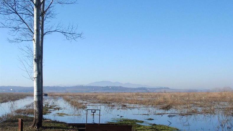 Acqua troppo inquinata con fosforo e ammoniaca pesci del Padule a rischio