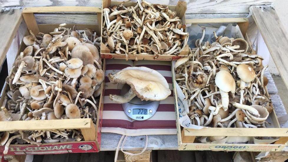 Pioppino da 2,3 etti trovato a Lammari