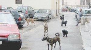 Sopra una foto di archivio di cani randagi e, a sinistra, un veterinario