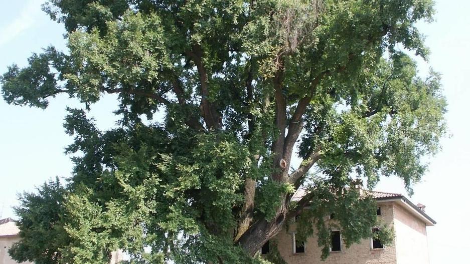 L’Olma è rovinata a terra La pianta secolare dichiarata morta nel 2013