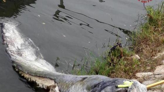 Un pesce siluro gigante in Arno