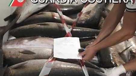La Caletta, sequestrati più di 800 chili di pesce non registrato