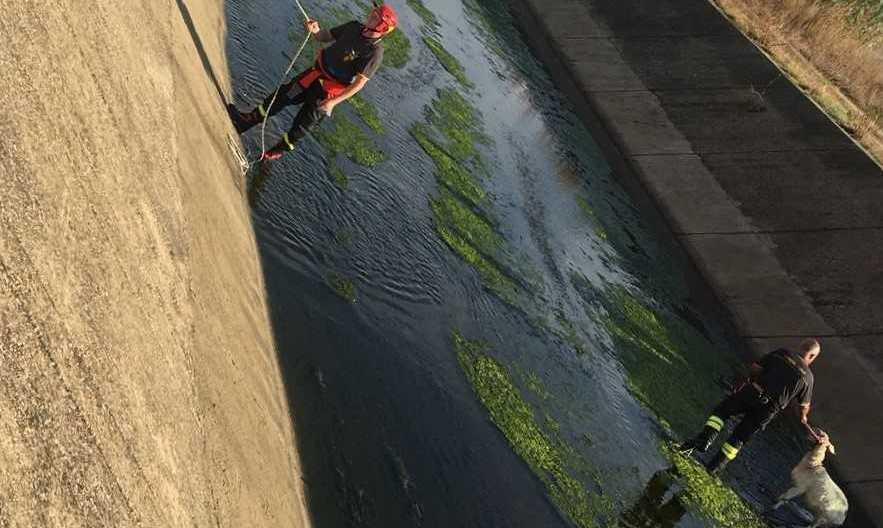 Tratta in salvo dai vigili del fuoco una pecora finita dentro il canale