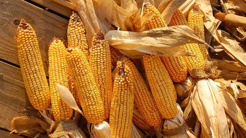 In cucina con la nonna: i biscòt ed furmintòun