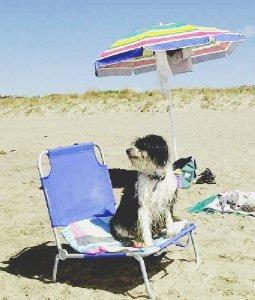 <strong>FELICE.</strong> Un cane si gode il fresco del mare