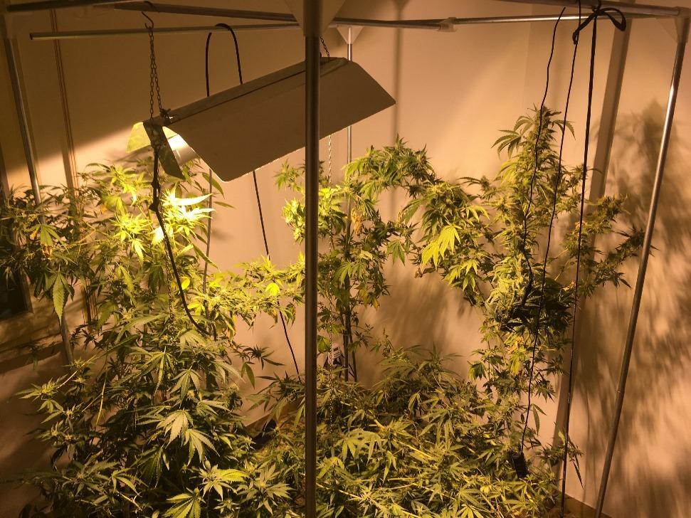 Le piante di marijuana sequestrate a casa del ventunenne