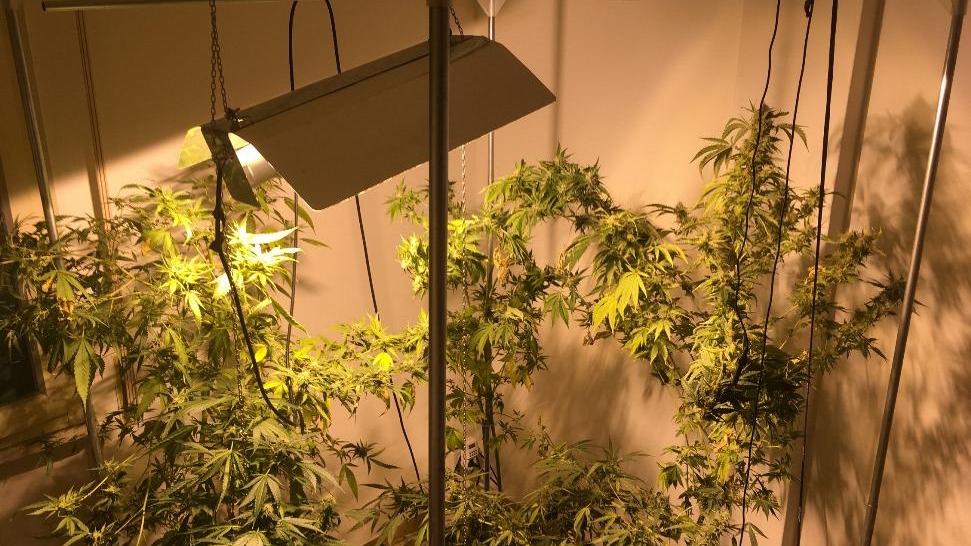 Le piante di marijuana sequestrate a casa del ventunenne