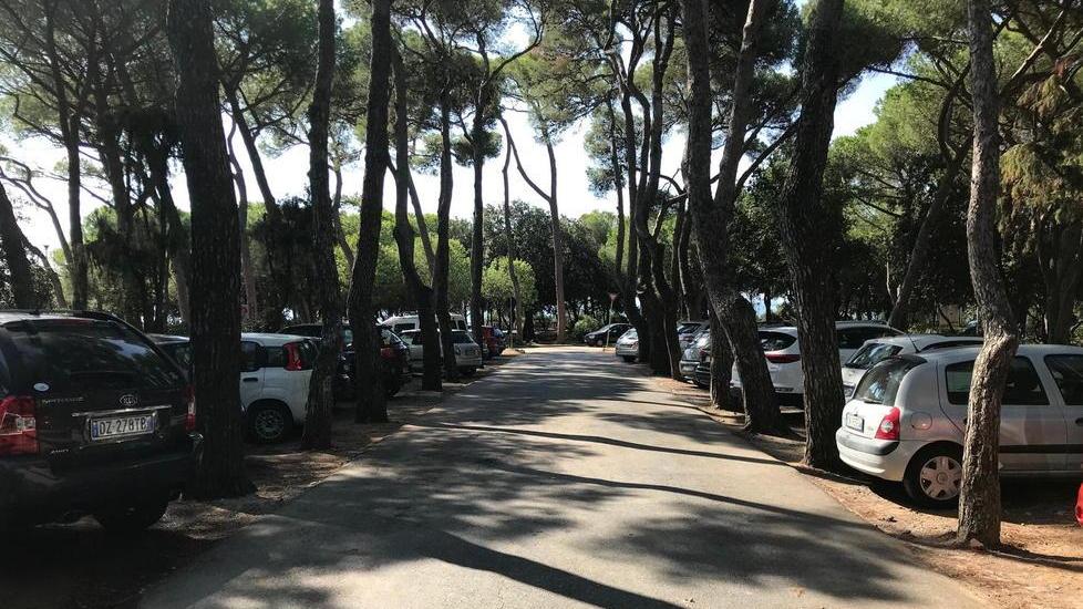 Auto parcheggiate tra gi alberi in pineta Marradi