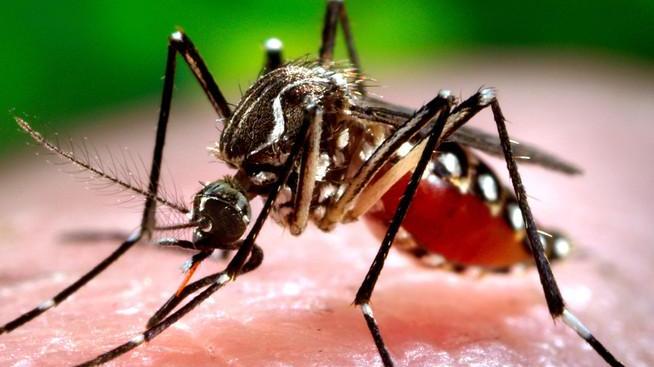 West Nile, i trattamenti disposti dal Comune per combattere il virus