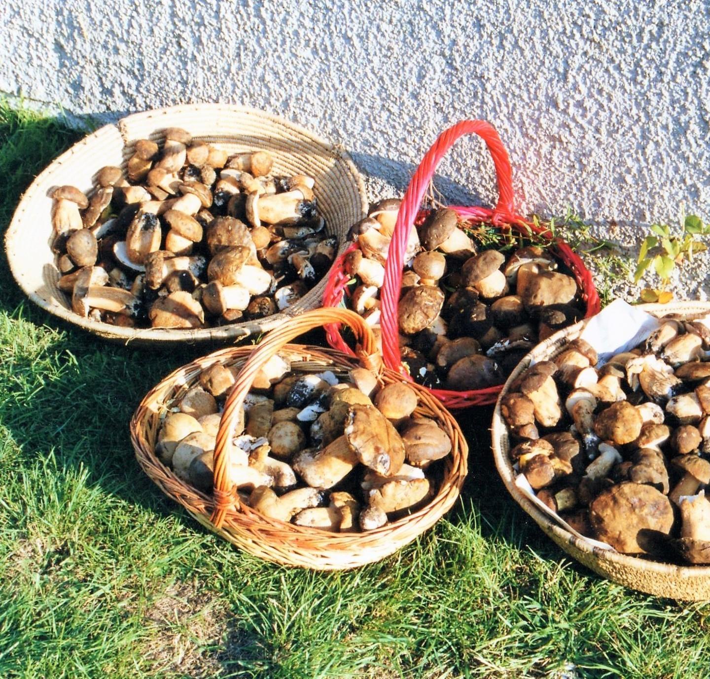 Raccolta dei funghi, un hobby senza regole 