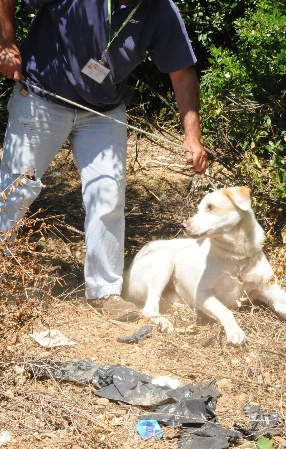 Decolla il piano del Comune per frenare il randagismo