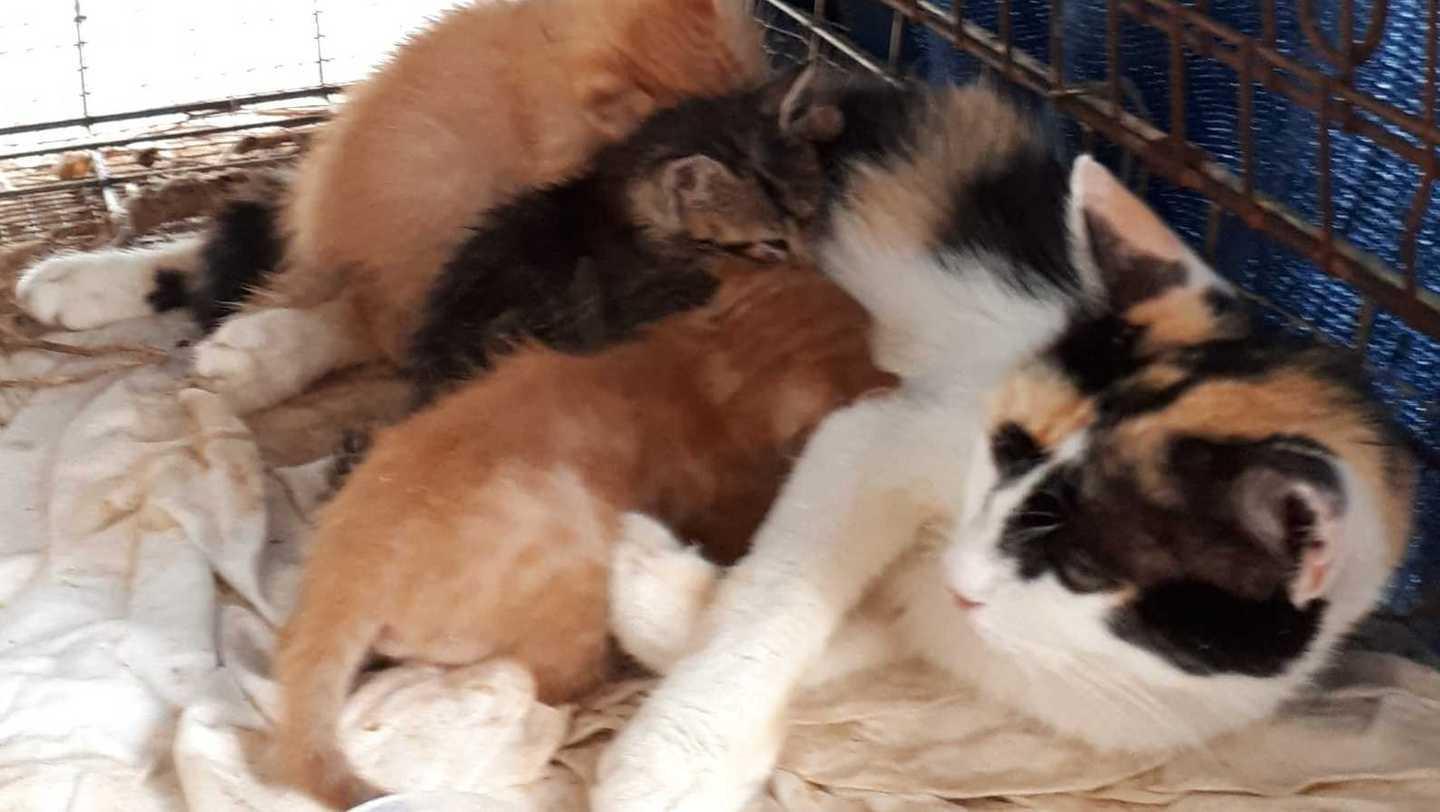 Stintino, mobilitazione dei turisti per adottare i gatti randagi 