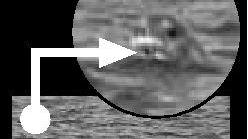 Eccola lì, la foca monaca non è un bluff