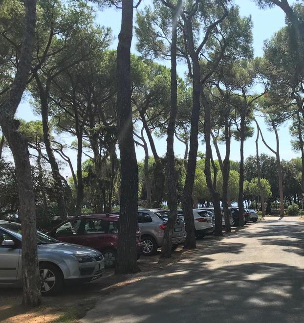 Le auto parcheggiate in pineta nei giorni scorsi