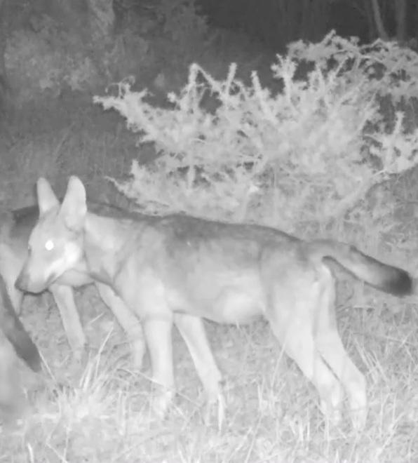Nuova cucciolata di lupi I branchi adesso sono cinque 