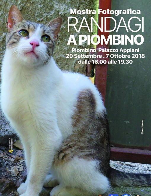 Cena vegetariana e un calendario per aiutare gli animali randagi 