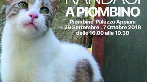 Cena vegetariana e un calendario per aiutare gli animali randagi