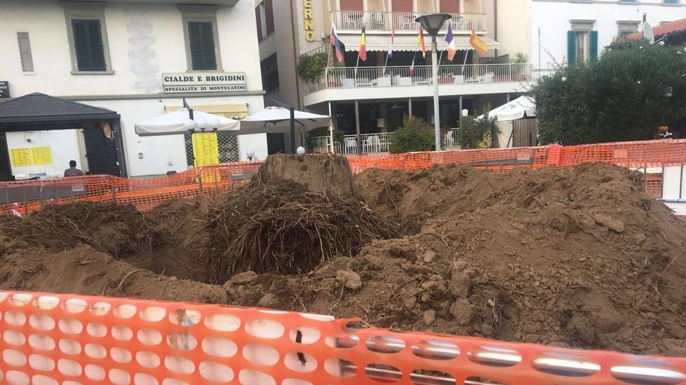 Abbattuta la palma tra i simboli della città