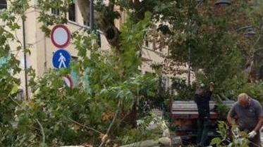 Crolla platano davanti a scuola dopo l’ingresso degli studenti