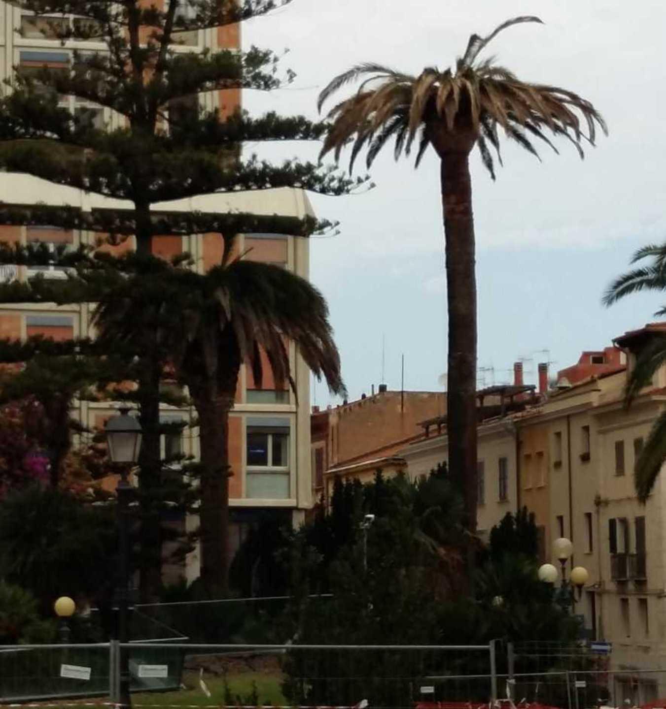 Palma aggredita dal punteruolo rosso