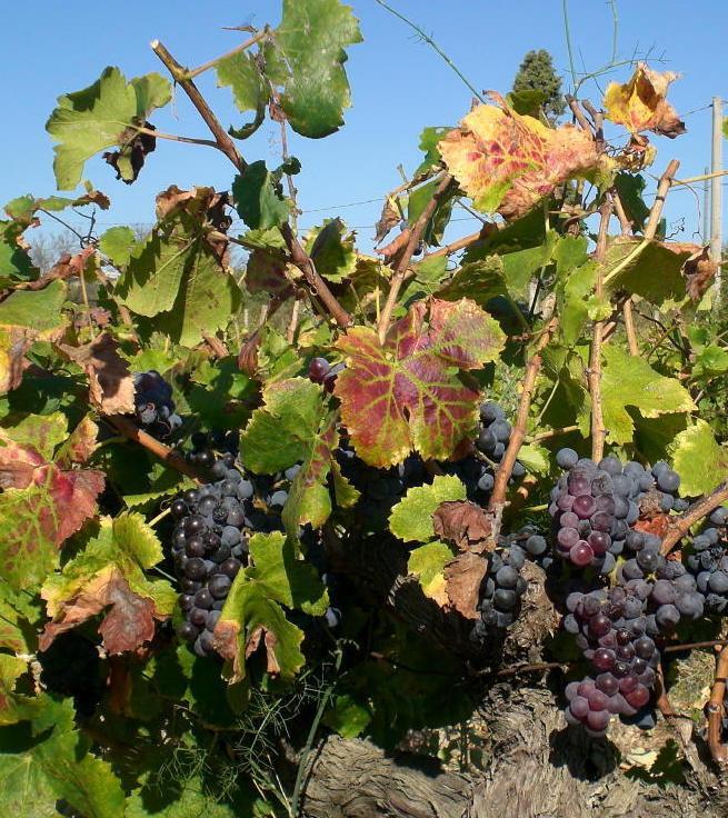 Strada del Cannonau, vendemmia difficile ma i risultati ci sono 
