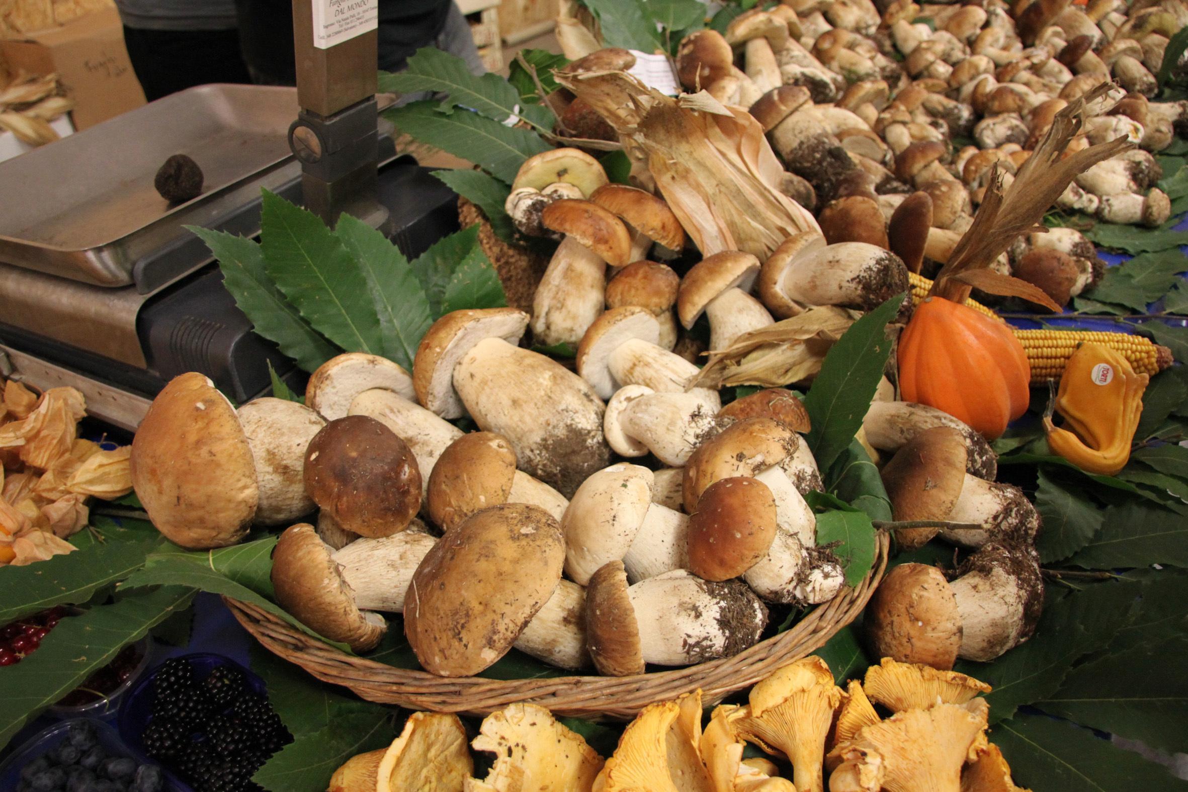 Boom di funghi, sarà un autunno da record in Toscana