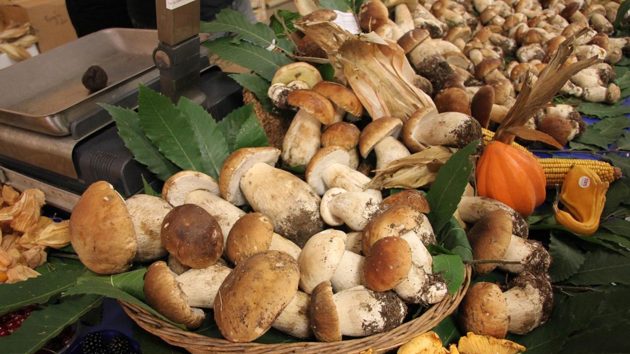 Boom di funghi, sarà un autunno da record in Toscana