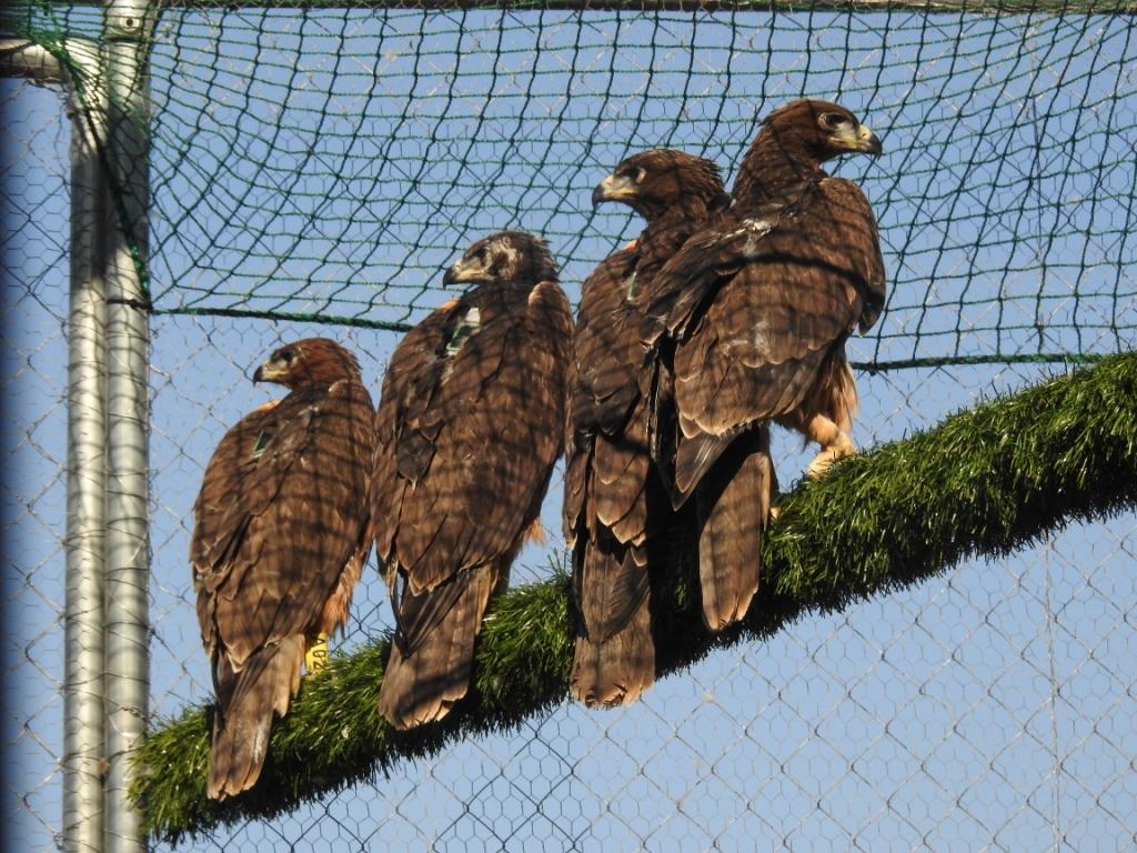 Alcuni esemplari di aquile di Bonelli