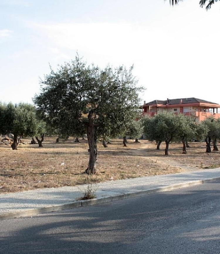 Nella Nurra 170mila ulivi per guardare al futuro 