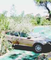 Un albero si è abbattuto su un’auto. Nell’immagina a fianco piante finite nell’area di un rimessaggio a causa della libecciata