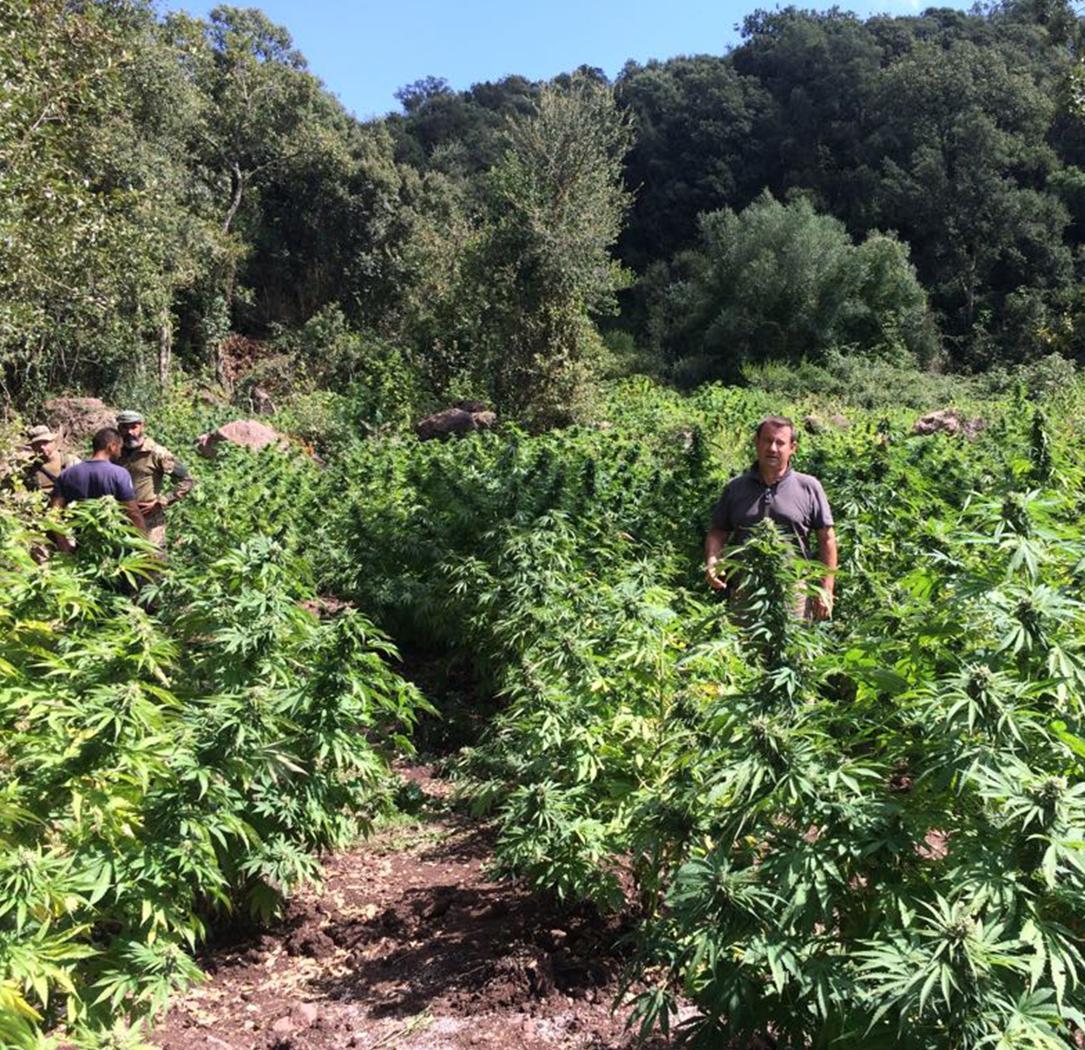 Neoneli, marijuana: restano in carcere i cinque arrestati 