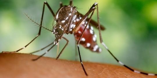 Zanzare e West Nile «Segnalate le zone più pericolose» 