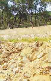 I gigli marini in pericolo sulle dune di Galenzana a Marina di Campo