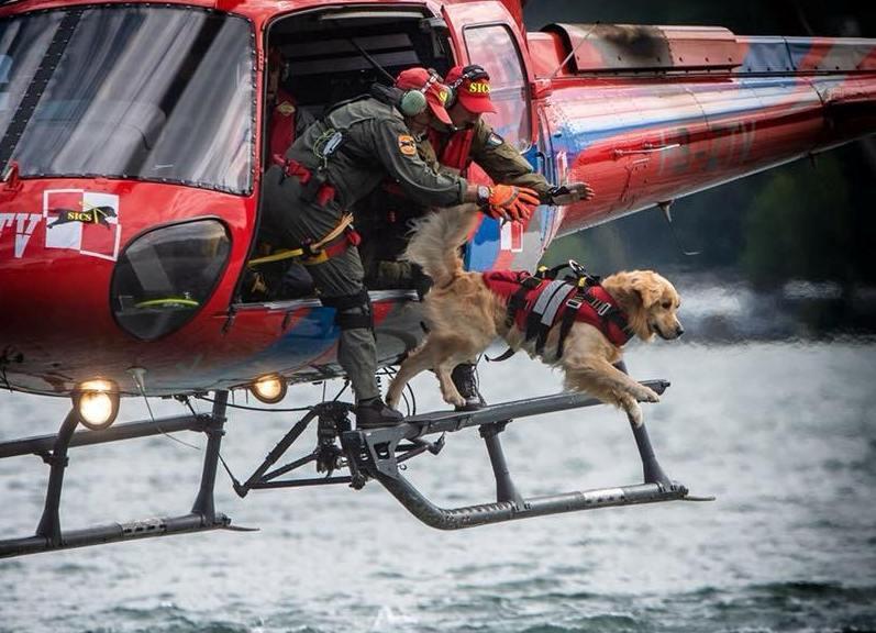 Un “lancio” del golden retrivier Brando dall’elicottero durante una simulazione in mare 