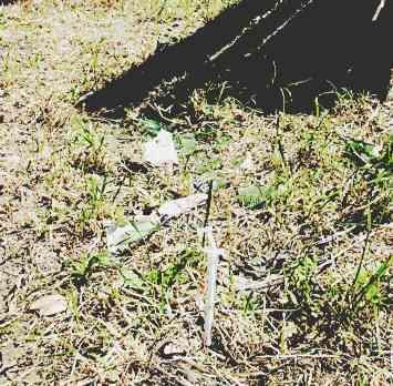 In primo piano una siringa conficcata nel terreno del giardino dietro le scuole Simonetti