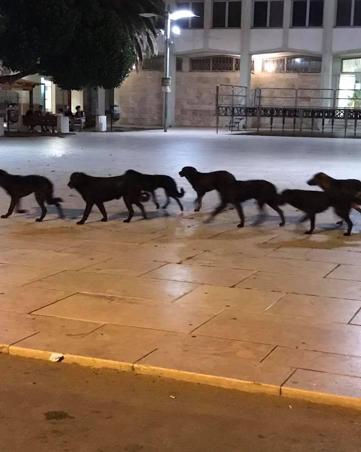 Cani randagi sotto stretto controllo 