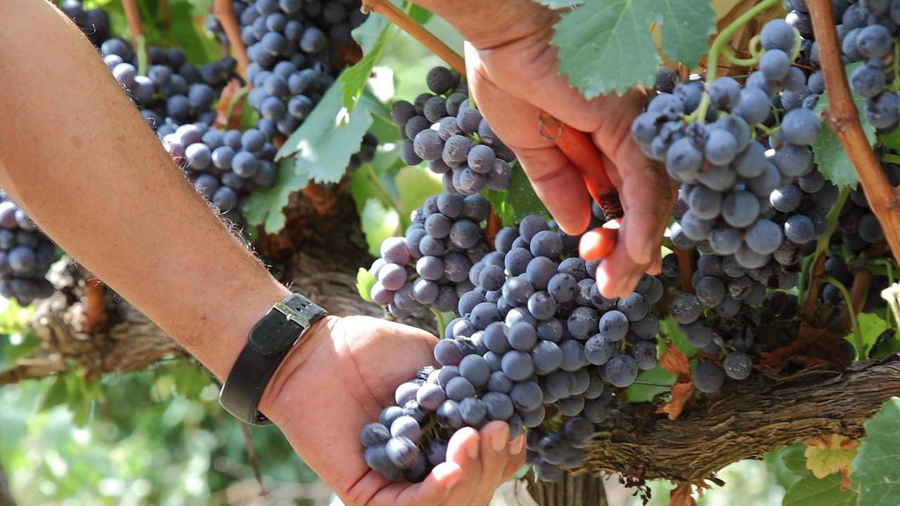 Mille ettari di vigne, quarta cantina in Italia per estensione e 23esima per fatturato